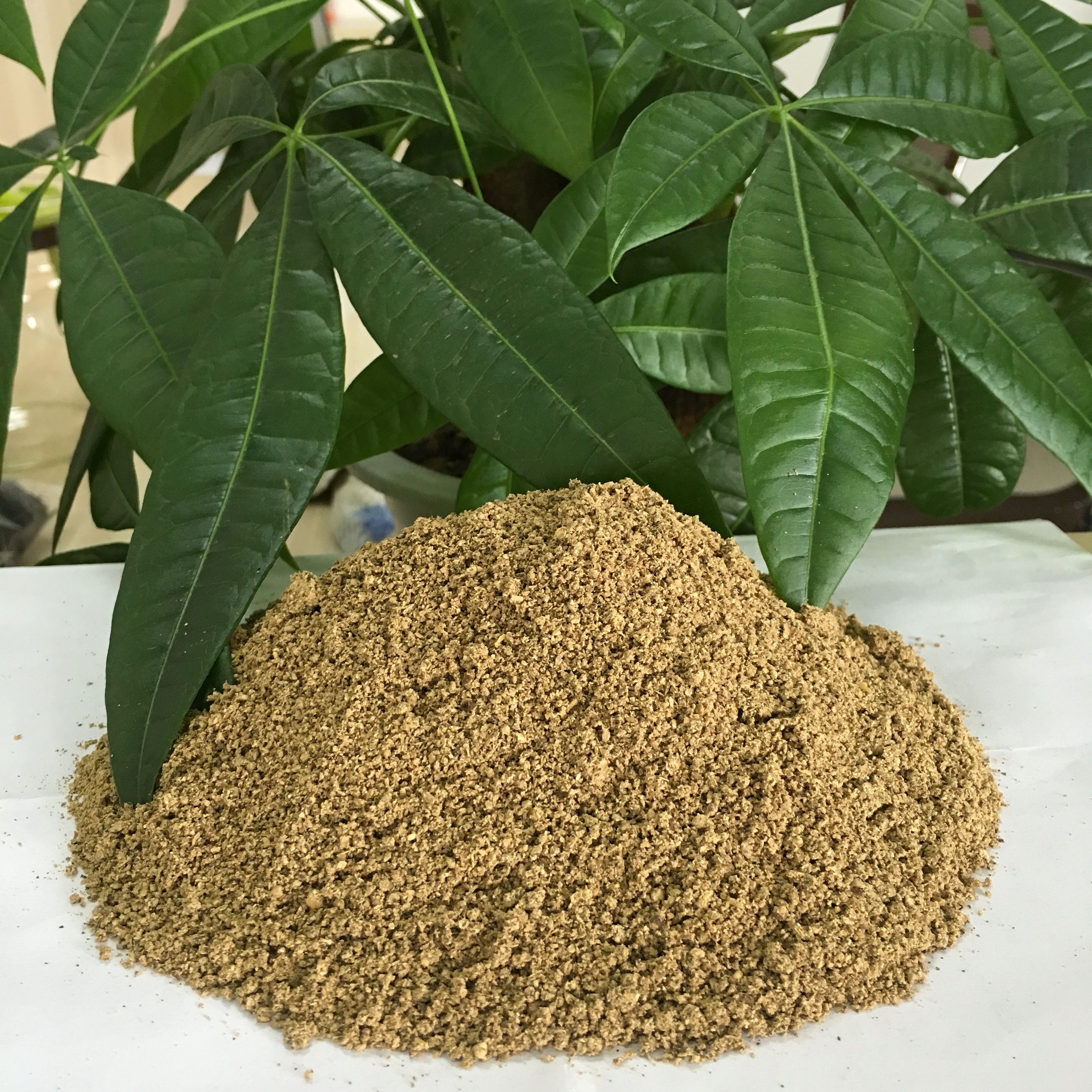 川芎粉